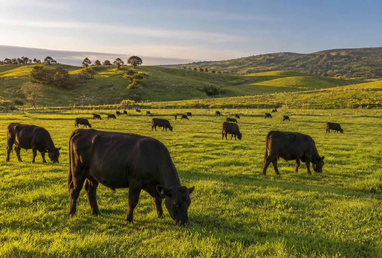 Cattle grazing on green pasture