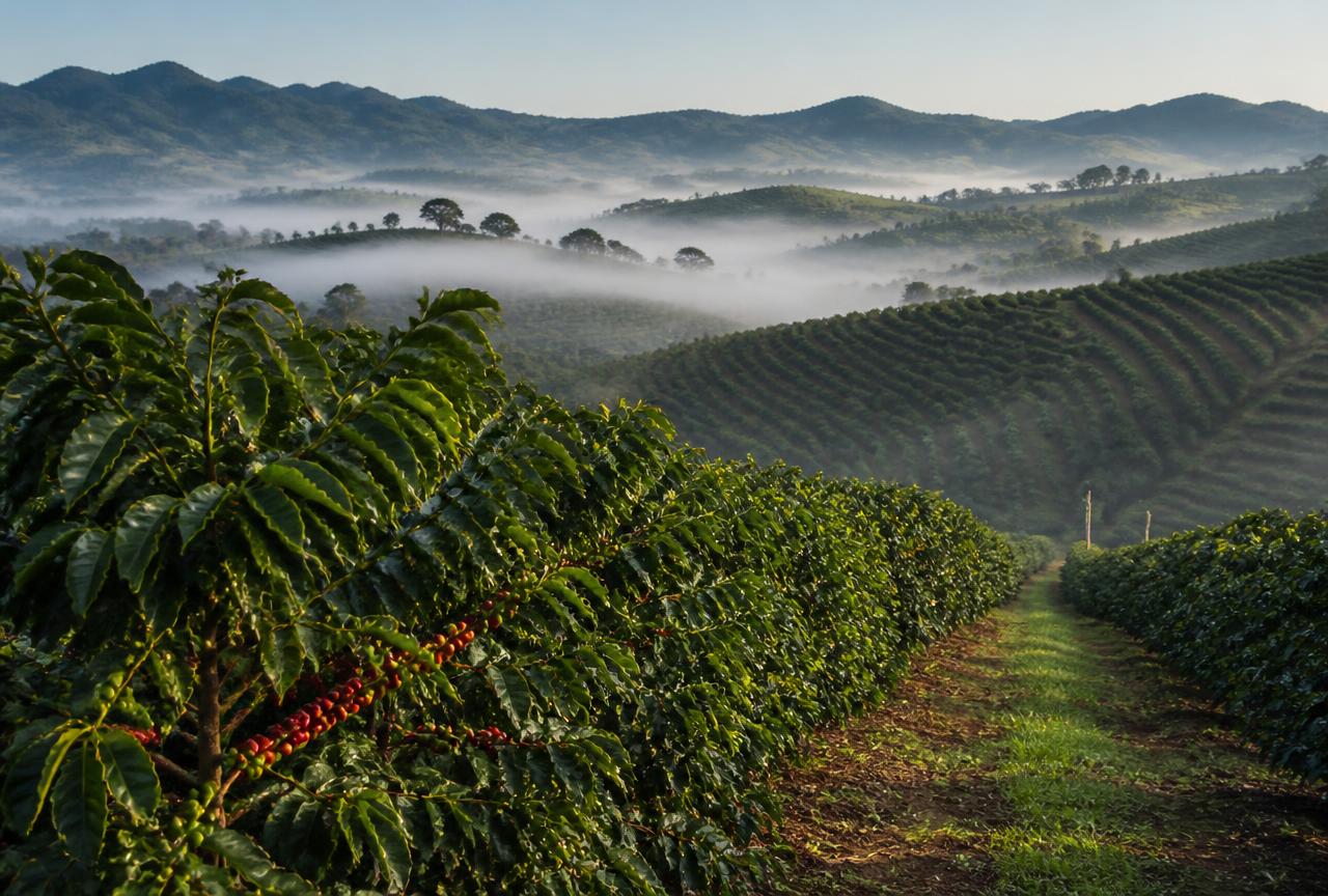 Rows of coffee trees on misty hills