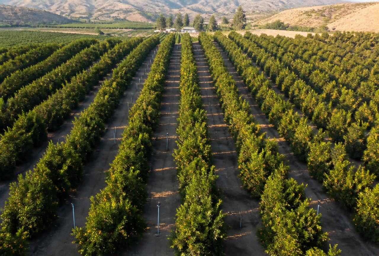 Citrus orchard rows seen from above